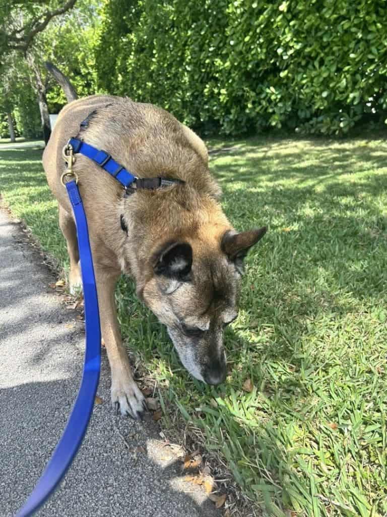 Transform Your Miami Dog’s Behavior in Just One Session