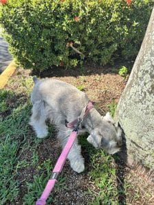 Grey schnauzer wearing a pink harness sniffing the base of a tree
