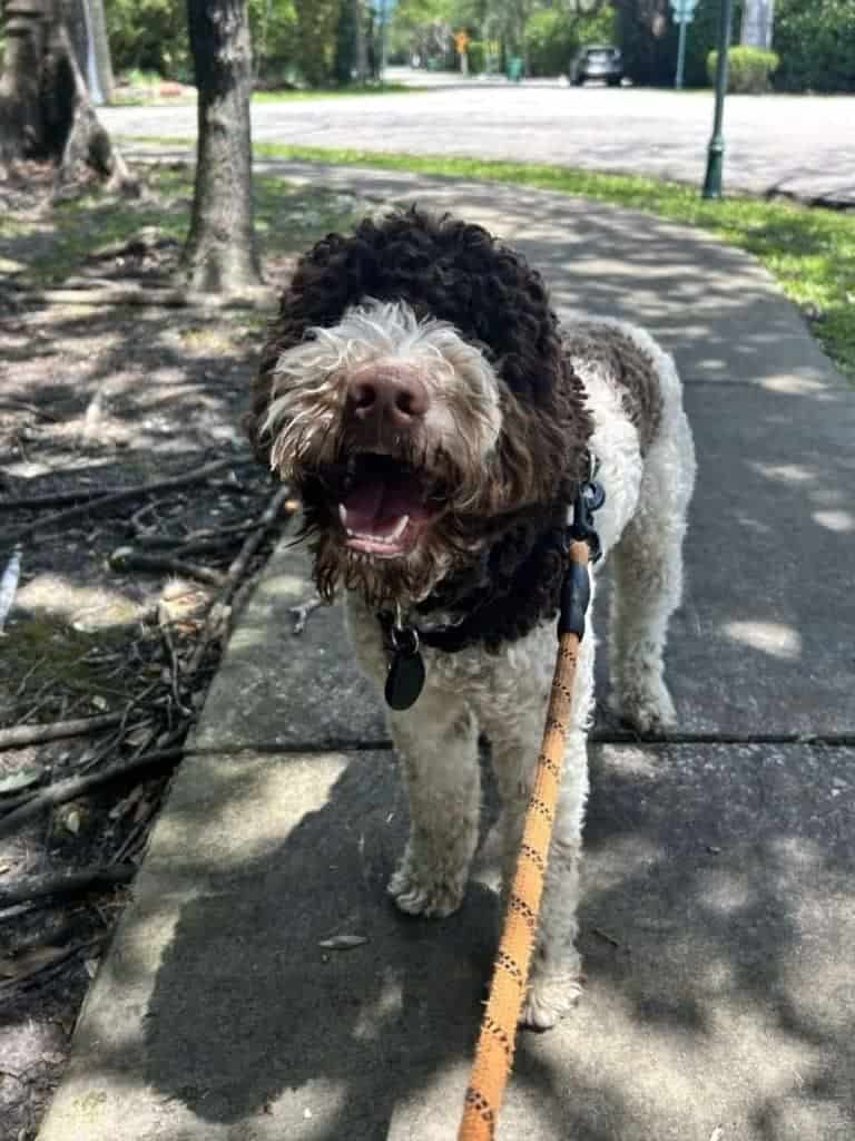 dog on a leashed dog walking visit in Miami dog on a leashed dog walking visit in Miami