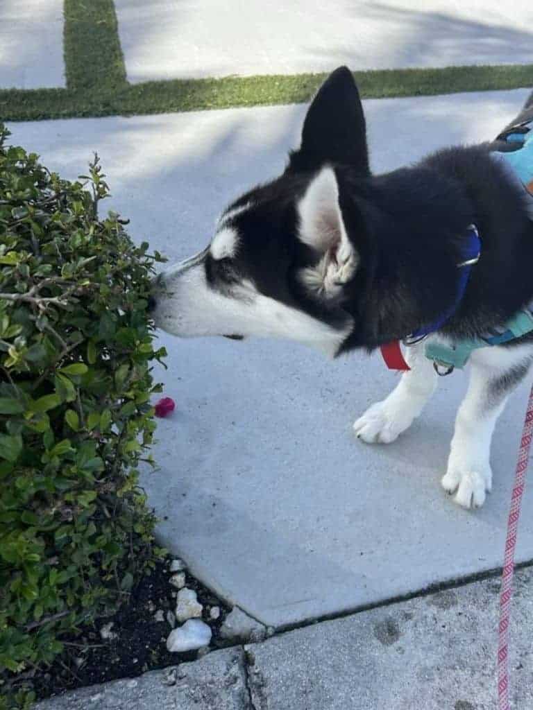 dog training with tools during Day Training in Miami, FL