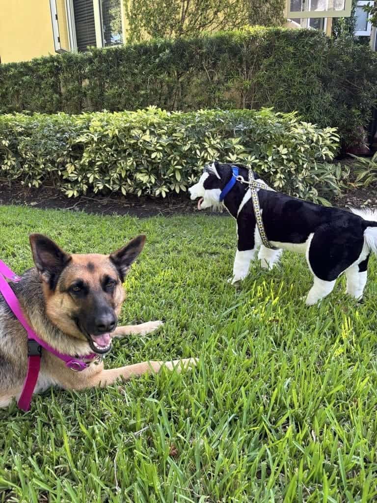 dog training with tools during Day Training in Miami, FL Safety First Brooklyn Dog Walker