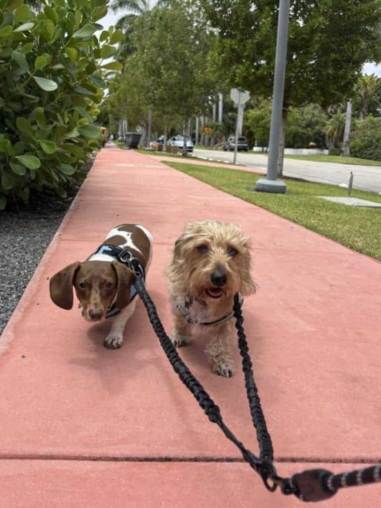 two dogs on a leashed dog walking visit in Miami two dogs on a leashed dog walking visit in Miami