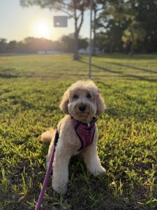 Goldendoodle sitting on grass in Miami at sunrise wearing a pink harness, ready for a safe summer morning dog walk.
