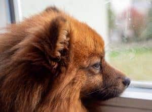 Dog Separation Anxiety: What It Is and What It Isn’t