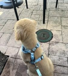 How to Socialize Your Puppy Without Overwhelming Them