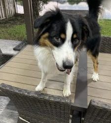 My Dog Is Driving Me Crazy: Is This the Teenage Phase?