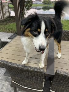 My Dog Is Driving Me Crazy: Is This the Teenage Phase?