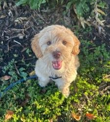 Why Does My Puppy Seem Out of Control?