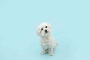 Why Isn’t My Dog Listening?
