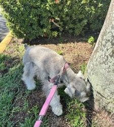 Your Dog Doesn’t Need a Power Walk
