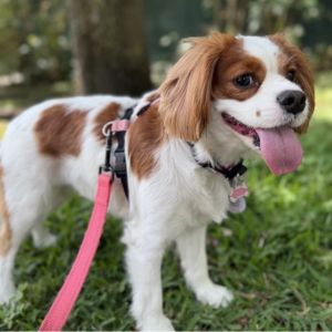 dog adventures miami