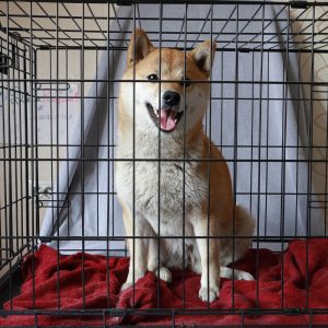 Happy Shiba Inu sitting relaxed inside a wire crate, showing successful crate training for hurricane preparedness for dogs.