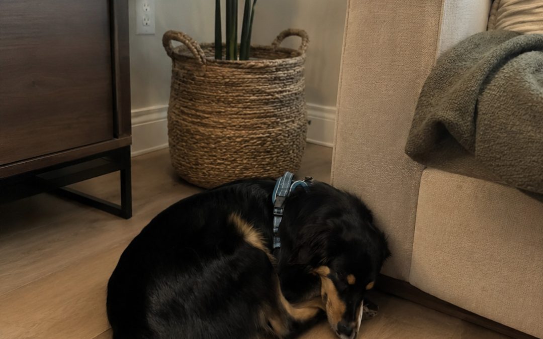 Why Won’t My Newly Adopted Dog Settle?