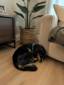 A newly adopted dog curled tightly on the floor during her first weeks at home