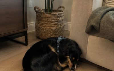 Why Won’t My Newly Adopted Dog Settle?