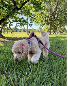 Decompression walks for dogs in Miami: cream doodle sniffing grass on a long line in a shaded park
