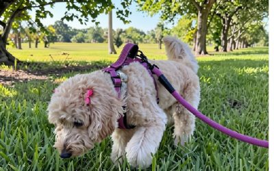 Cream doodle sniffing grass on a long line during a decompression walk at a shaded Miami park