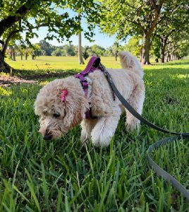 Decompression walks for dogs in Miami: cream doodle sniffing grass on a long biothane line in a shaded park