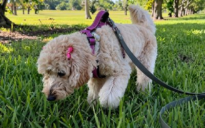 Decompression walks for dogs in Miami: cream doodle sniffing grass on a long biothane line in a shaded park