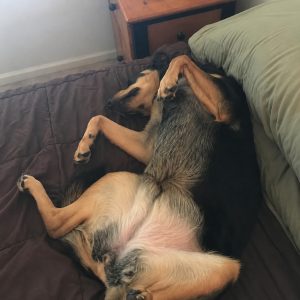 : Kensi, once a newly adopted dog, asleep on her back with her belly exposed after a year of decompression