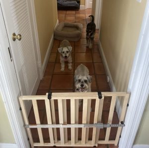 Dogs behind a baby gate in a hallway, a management setup for fear of strangers in the home.