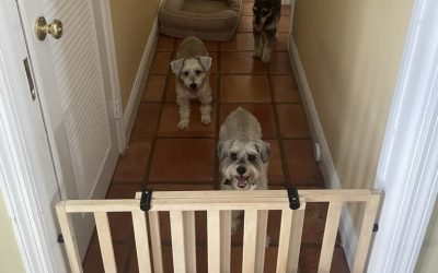 Fear of Strangers in the Home: A Guest Protocol That Works